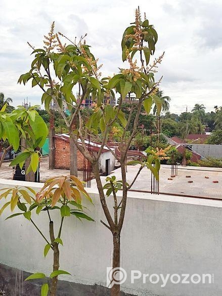 মালেশিয়ান বারোমাসি আমগাছ বিক্রি করা হবে