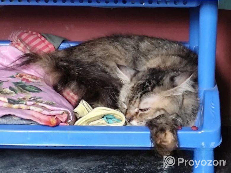 পার্শিয়ান বিড়াল