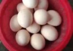 বাফ কোচিন মুরগীর ১২ পিস বীজ ডিম বিক্রি করতে চাই