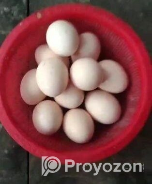 বাফ কোচিন মুরগীর ১২ পিস বীজ ডিম বিক্রি করতে চাই