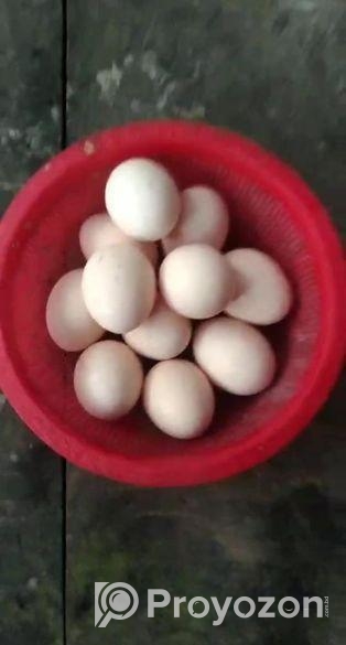 বাফ কোচিন মুরগীর ১২ পিস বীজ ডিম বিক্রি করতে চাই