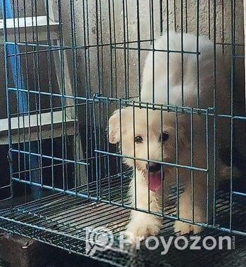 American lhasa
