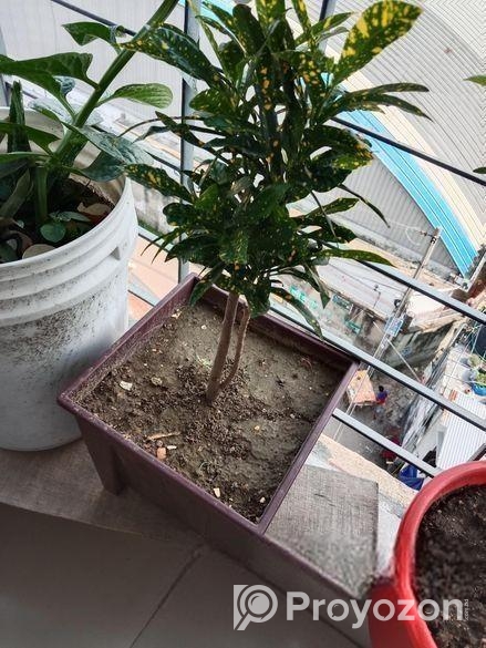 গাছ ও টপ