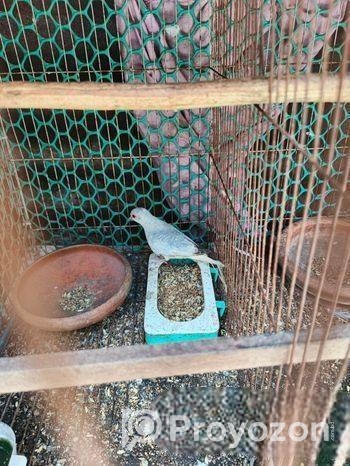 ১পিচ্চ ফিমেল ডায়মন্ড ডোভ