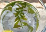Aquarium Plants For Sale