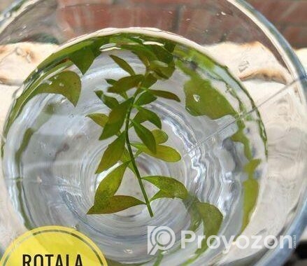 Aquarium Plants For Sale