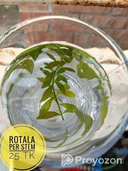 Aquarium Plants For Sale