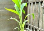 Indoor Plant