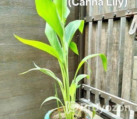 Indoor Plant