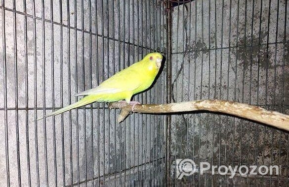 বাজরিগার লুটিনো ফিমেল