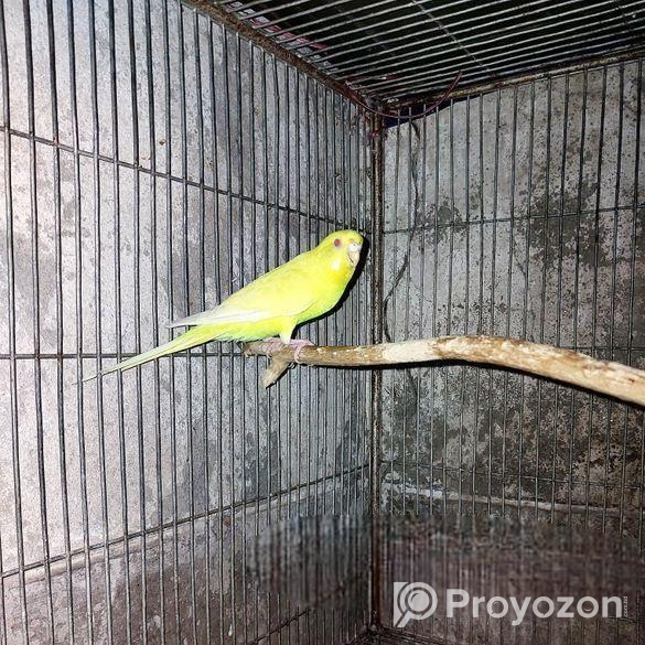 বাজরিগার লুটিনো ফিমেল