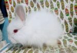 Rabbit sale