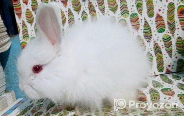 Rabbit sale