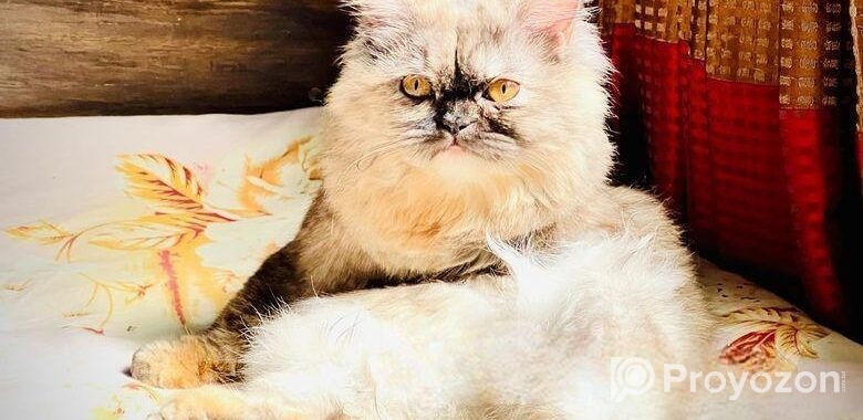Traditional Persian Cats