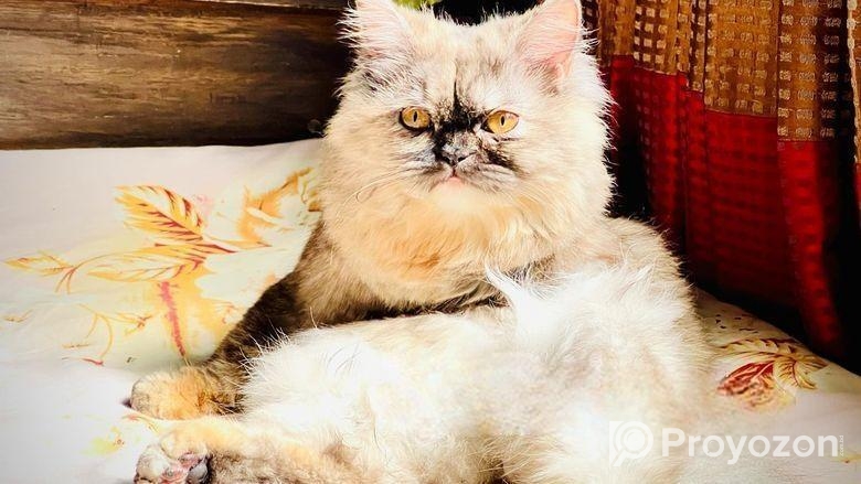 Traditional Persian Cats