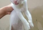 Cat For Adaption