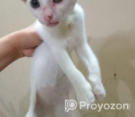 Cat For Adaption