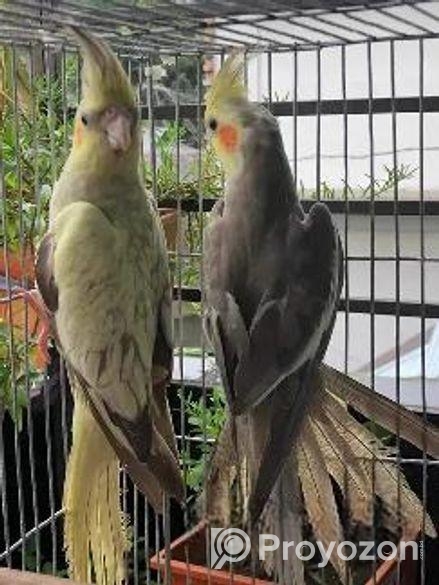 ককাটেল পাখি