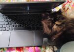 Triple coat female Persian cat