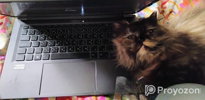 Triple coat female Persian cat
