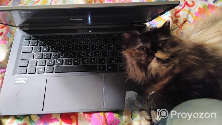 Triple coat female Persian cat