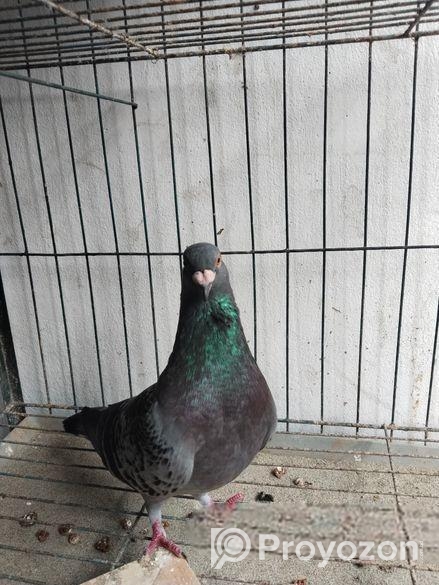 রেসার কবুতর