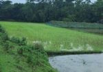 মৌলভীবাজার সমসেরগঞ্জ সড়কে ফ্যাক্টরি/ফার্ম করার উপয