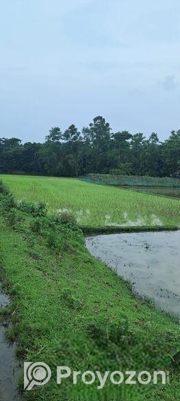 মৌলভীবাজার সমসেরগঞ্জ সড়কে ফ্যাক্টরি/ফার্ম করার উপয