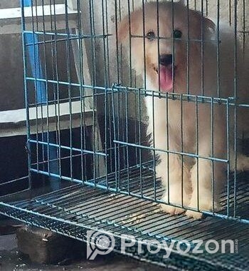 American lhasa