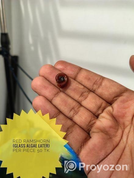 Aquarium Plants For Sale