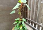 Indoor Plant