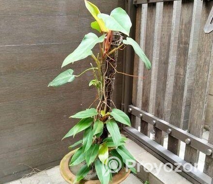 Indoor Plant