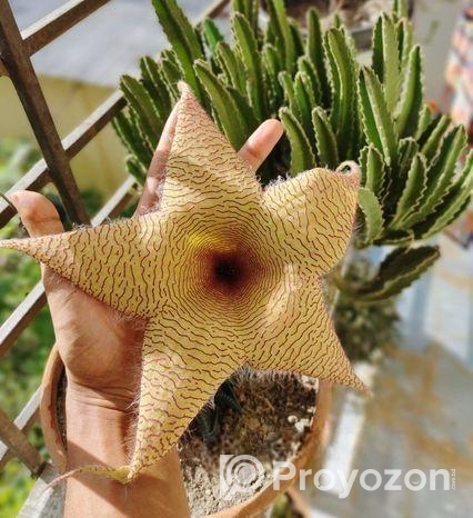 স্টারফিশ