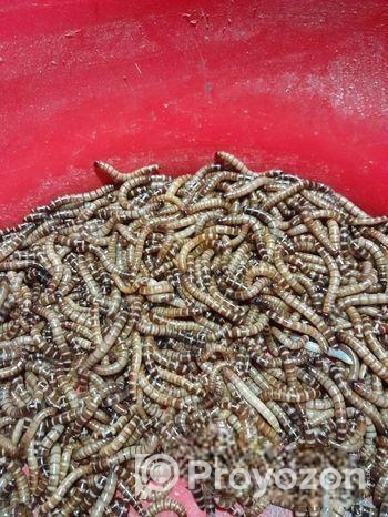 বিটল সুপার ওয়ার্ম