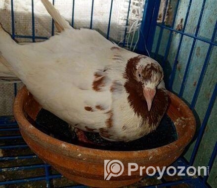 রেন্ট কুবুতর ডিমসহকারে বিক্রি করা হবে