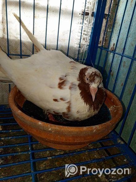 রেন্ট কুবুতর ডিমসহকারে বিক্রি করা হবে