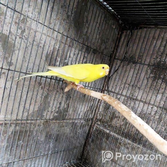 বাজরিগার লুটিনো ফিমেল