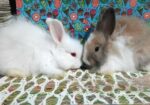 Rabbit sale