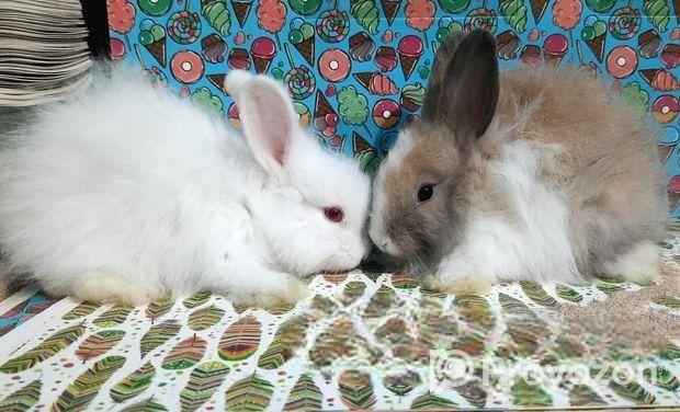 Rabbit sale