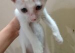 Cat For Adaption