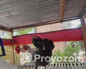 fitted-57_2025-08-12_10-48-42