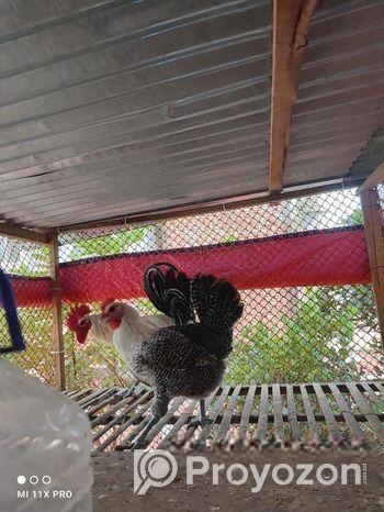 মিশরী ফাওমি বিক্রি করা হবে