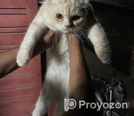 Authentic Persian cat (male)