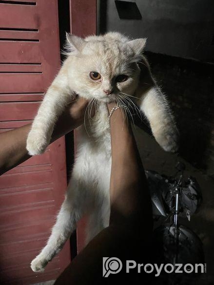 Authentic Persian cat (male)