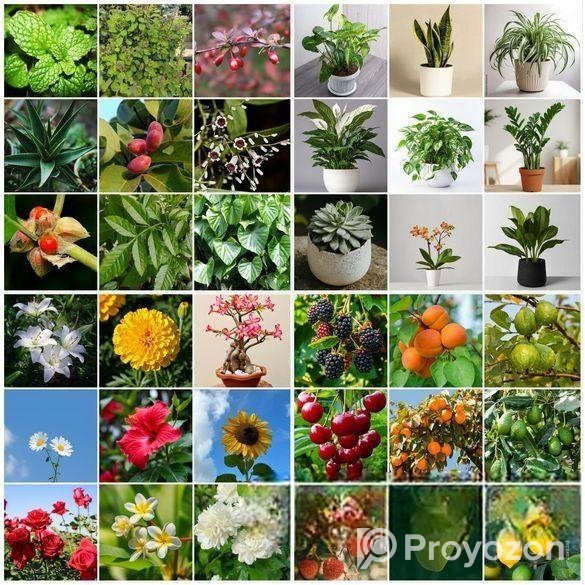 কম যত্নে বড় হওয়া গাছ – Euphorbia Trigona