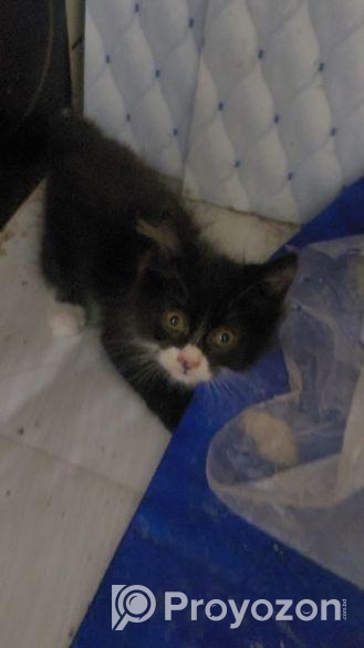 বিড়াল বিক্রয়