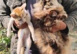 Triple coat female Persian cat