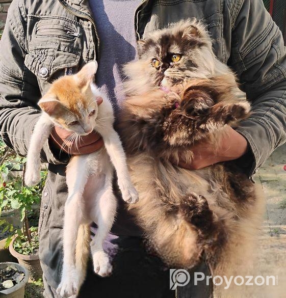 Triple coat female Persian cat
