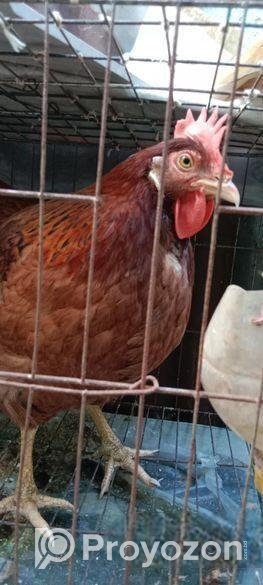 টাইগার মুরগী