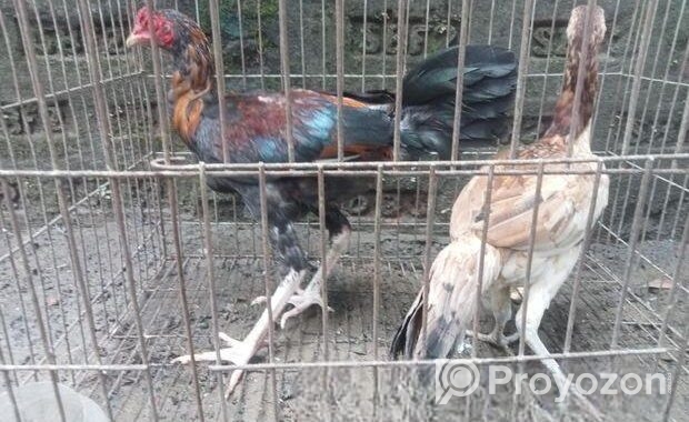 সরালি ৩ মাস +,,,,, মুরগা মুরগী
